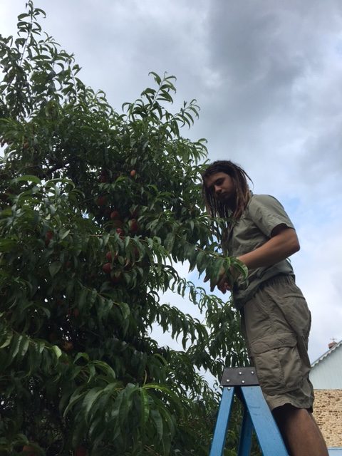 picking peaches